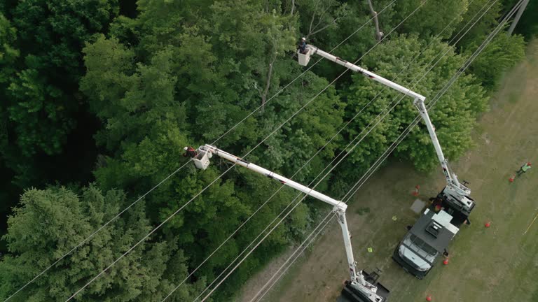 Tree and Shrub Care in Mountain Green, UT